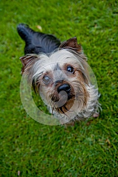 Yorkshire terrier