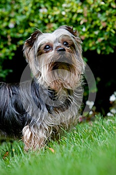 Yorkshire terrier