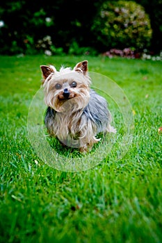 Yorkshire terrier