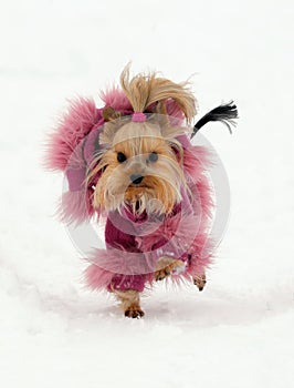 Yorkshire Terrier