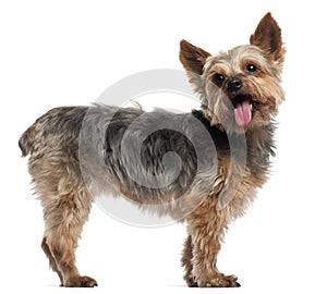 Yorkshire Terrier, 14 and a half years old
