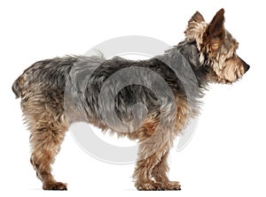 Yorkshire Terrier, 14 and a half years old