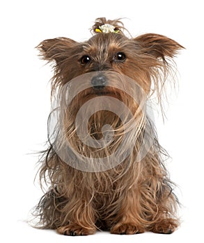 Yorkshire Terrier, 14 years old, sitting