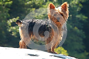 Yorkshire Terrier