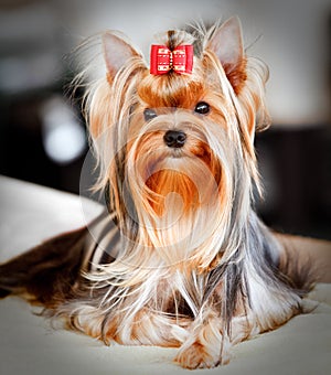 Yorkshire Terrier