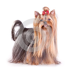 Yorkshire Terrier