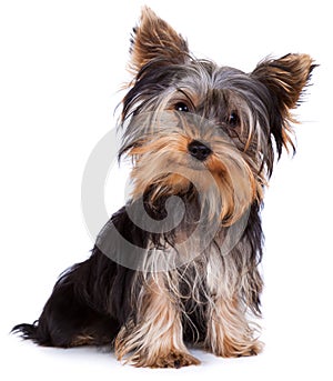 Yorkshire terrier