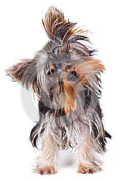 Yorkshire terrier