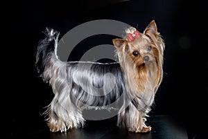 Yorkshire terrier