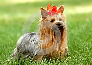 Yorkshire terrier