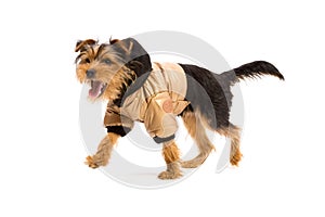 Yorkshire Terrier