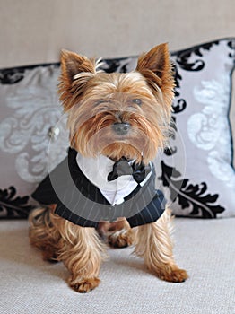 Yorkshire Terrier