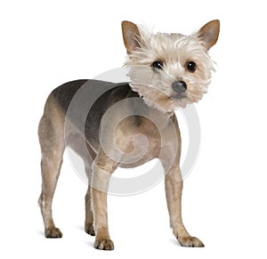 Yorkshire Terrier, 2 years old, standing