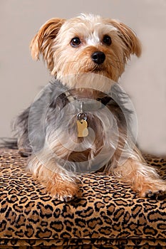 A Yorkshire Terrier