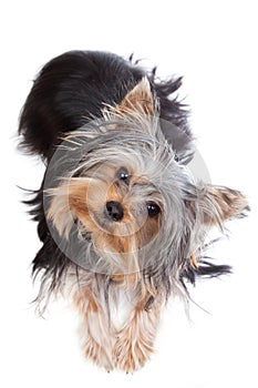 Yorkshire terrier