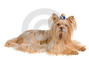 Yorkshire terrier