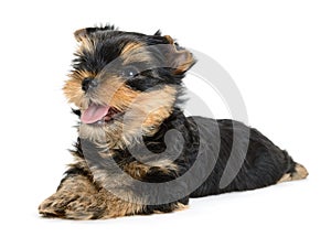 Yorkshire terrier