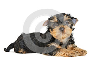 Yorkshire terrier