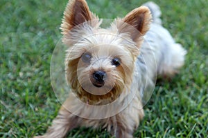 Yorkshire terrier