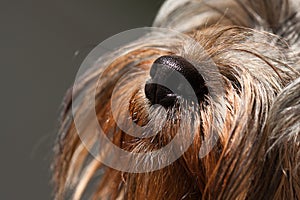 Yorkshire-Terrier