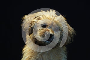 Yorkshire Terrier 3