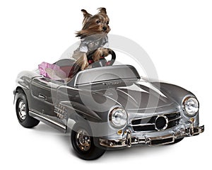 Yorkshire Terrier, 3 years old, driving