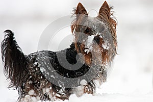 Yorkshire-Terrier