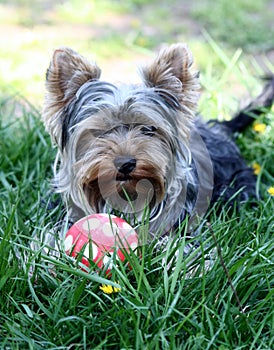 Yorkshire Terrier