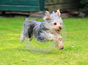 Yorkshire Terrier