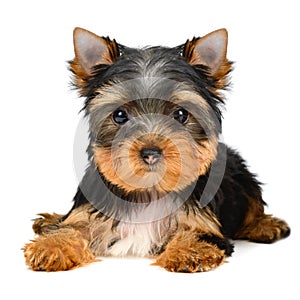 Yorkshire terrier