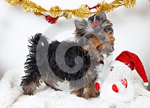 yorkshire terrier