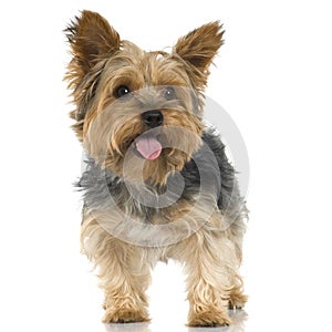 Yorkshire Terrier (4 years)