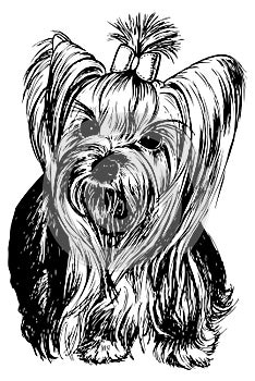 Yorkshire Terrier