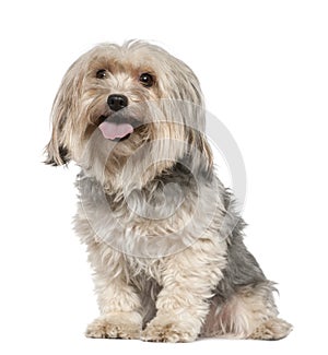 Yorkshire terrier, 5 years old, sitting