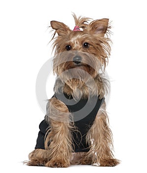 Yorkshire terrier, 5 years old, sitting