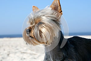 Yorkshire terrier