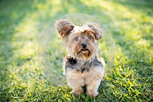 Yorkshire terrier