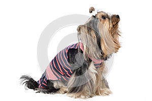 Yorkshire Terrier