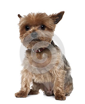 Yorkshire Terrier, 8 years old, sitting