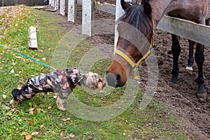 Yorkshire Terrier acquainted with a horse