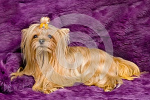 Yorkshire Terrier against furry background