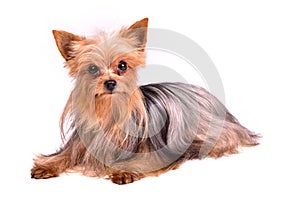 Yorkshire terrier against white background