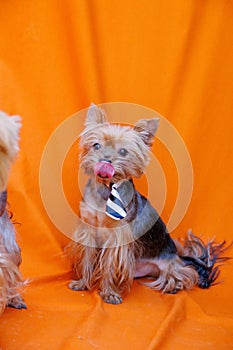 The Yorkshire Terrier, aka Yorkie, smallest of the terriers