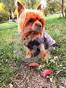 Yorkshire terrier in autumn park