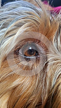 Yorkshire Terrier baby eyes