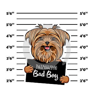 Yorkshire terrier Bad boy. Dog prison. Police mugshot background. Yorkshire terrier criminal. Arrest photo. Vector.