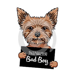 Yorkshire terrier Bad boy. Dog prison. Police mugshot. Yorkshire terrier criminal. Arrest photo. Vector.