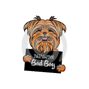 Yorkshire terrier Bad boy. Dog prison. Yorkshire terrier criminal. Arrest photo. Vector.