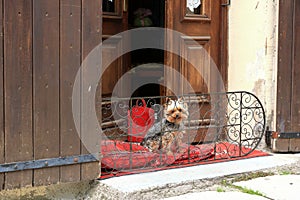 Yorkshire Terrier on a balcony