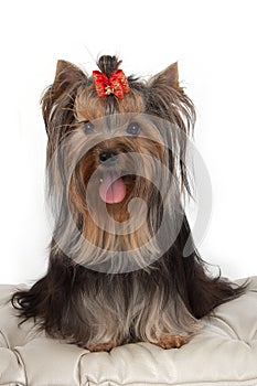 Yorkshire terrier on banquette. photo